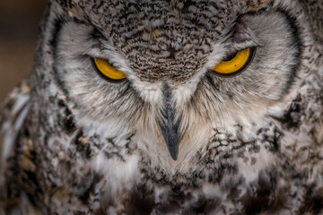 Under the watchful gaze of the Great Horned Owl Birds of Prey Centre Coleman Alberta Canada