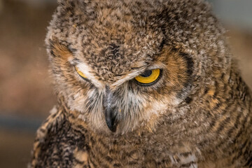 Under the watchful gaze of the Great Horned Owl Birds of Prey Centre Coleman Alberta Canada