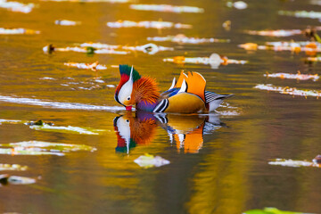 The amazingly colorful mandarin duck.