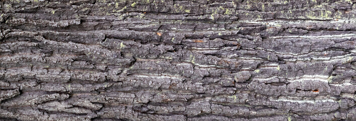 oak bark with visible details. background or texture