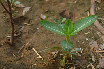 new growing plant in the garden