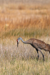 Sandhill Crane in Idaho in Summer