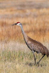 Sandhill Crane in Idaho in Summer