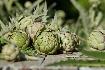 Obraz premium Fresh artichoke globes on wooden table in garden