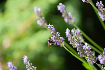 Lavender in my garden