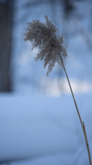 snow covered trees
