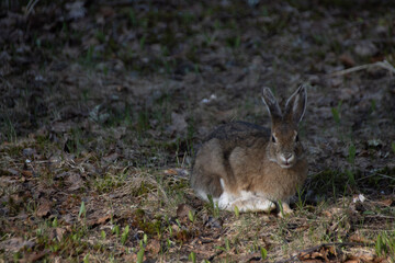 rabbit in the woods