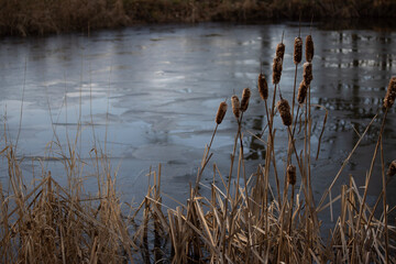 reeds in the lake