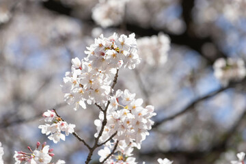 CherryBlossoms_02