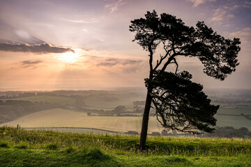 Lone Tree at sujnrise, Martinsell Hill, Wiltshire.JPG