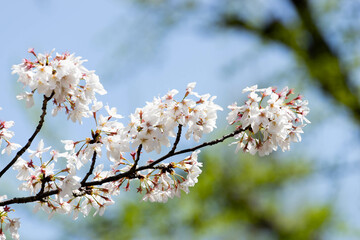 CherryBlossoms_01