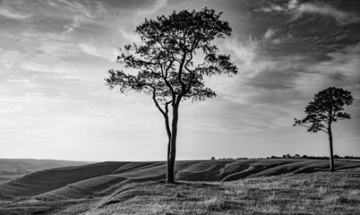 Two Lone Trees at Roundway Hill, Wiltshire