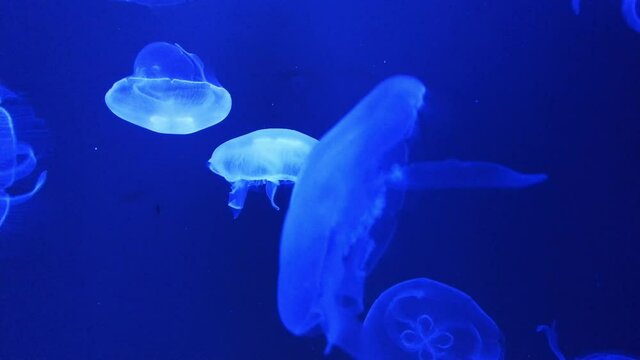Moon Jellyfish (Aurelia Aurita) Floating Underwater.