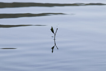 the plant grows from water