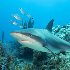 Underwater shark in Florida keys