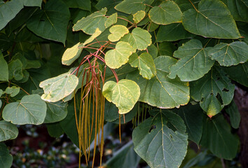 Catalpa,  Catalpa bignonioides
