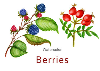 Watercolor drawing of green leaves,Hand drawn watercolor leaves set isolated on white.Set of watercolor leaves.