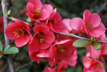 Cognassier du Japon, Chaenomeles speciosa