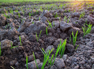 sunset over a wheat field
