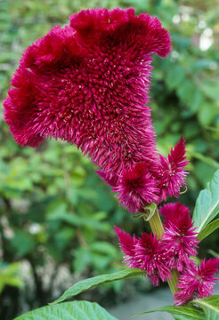755 Best Celosia Cristata Images Stock Photos Vectors Adobe Stock
