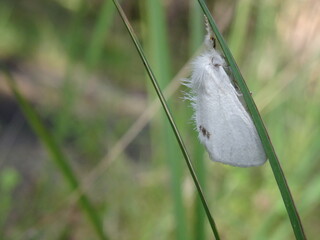 The yellow-tail, goldtail moth or swan moth (Sphrageidus similis) sitting on the green grass.