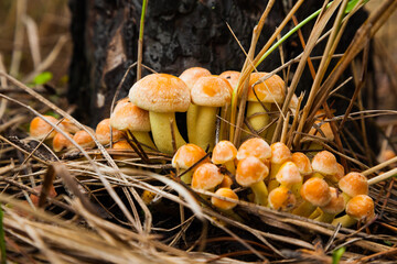 Honey mushrooms in the forest, near the stump, close-up.