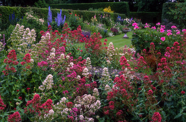 Fototapeta na wymiar Jardin, pelouse, géranium, haie, if, Valériane des jardins, Valériane rouge, Centranthus ruber, campanule