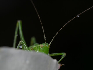 Speckled bush cricket on wet rose (Leptophyes punctatissima)
