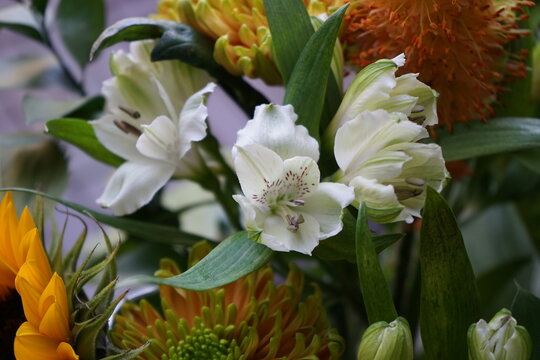 Flower bouquet sunflower chrysanth Butcher's Broom desert candle foxtail lily of the Incas