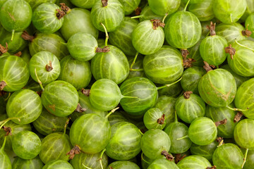Goosebrry green berries food background. Ripe summer berries