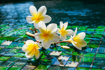 Plumeria flowers in the water in summer near the pool