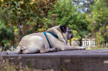 Obraz premium pug, pet, lies on the asphalt road, against the background of the park