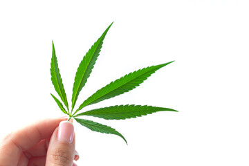 Woman hand holding hemp or cannabis marijuana leaf isolated on white background