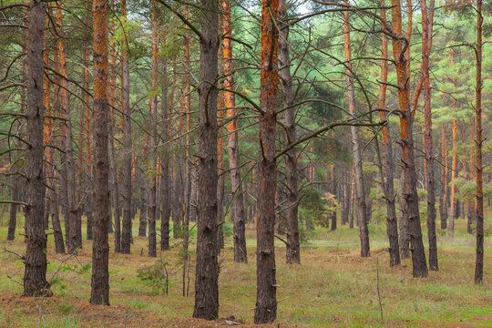 Beautiful Pine Trees Wallpaper Mural