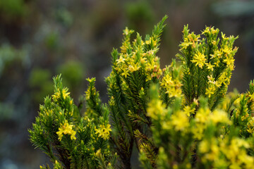 photograph of a native plant of the páramo, intertropical alpine ecosystem
