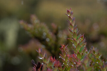 photograph of a native plant of the páramo, intertropical alpine ecosystem