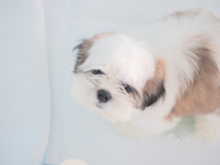 Cute Shih Tzu puppy looking up at camera. Dog waiting for owner to play or eat food concept.