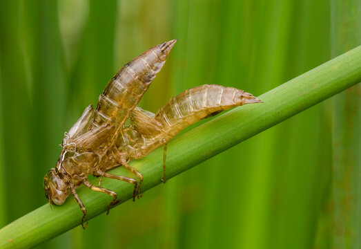 Closeup of two dragonfly nymph shells against a green background
