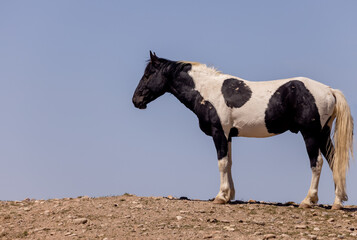 Wild Horse in Spring in the Utah Desert