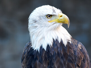 close up of a American Bald Eagle 