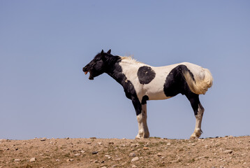 Wild Horse in Spring in the Utah Desert