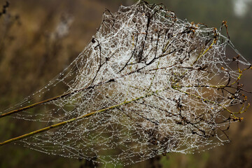Spider web on the branches of dry plants.