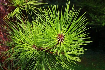 Dense green needles of Pitch Pine coniferous tree, latin name Pinus Rigida, growing directly from...