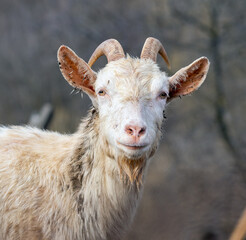 Fototapeta premium Domestic white goat in nature.