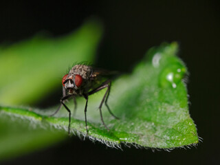 Naklejka premium Fly rests on hairy plant leaf