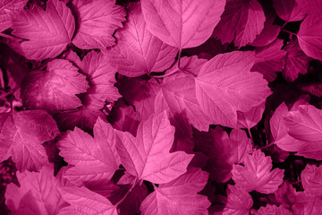 Pink magenta color leaves background texture