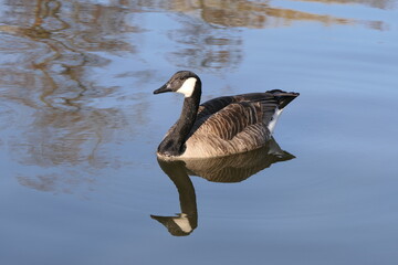 Kanadagans Spiegelung