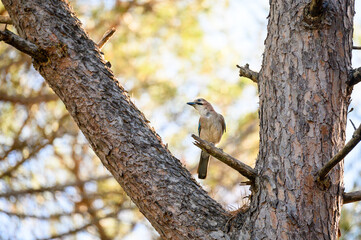 Eurasian jay (Garrulus glandarius) in the oldgrown pine forest of Feniglia, Tuscany