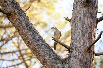 Eurasian jay (Garrulus glandarius) in the oldgrown pine forest of Feniglia, Tuscany