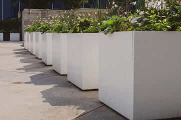 White square flower planters in a row